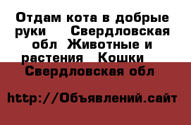 Отдам кота в добрые руки.  - Свердловская обл. Животные и растения » Кошки   . Свердловская обл.